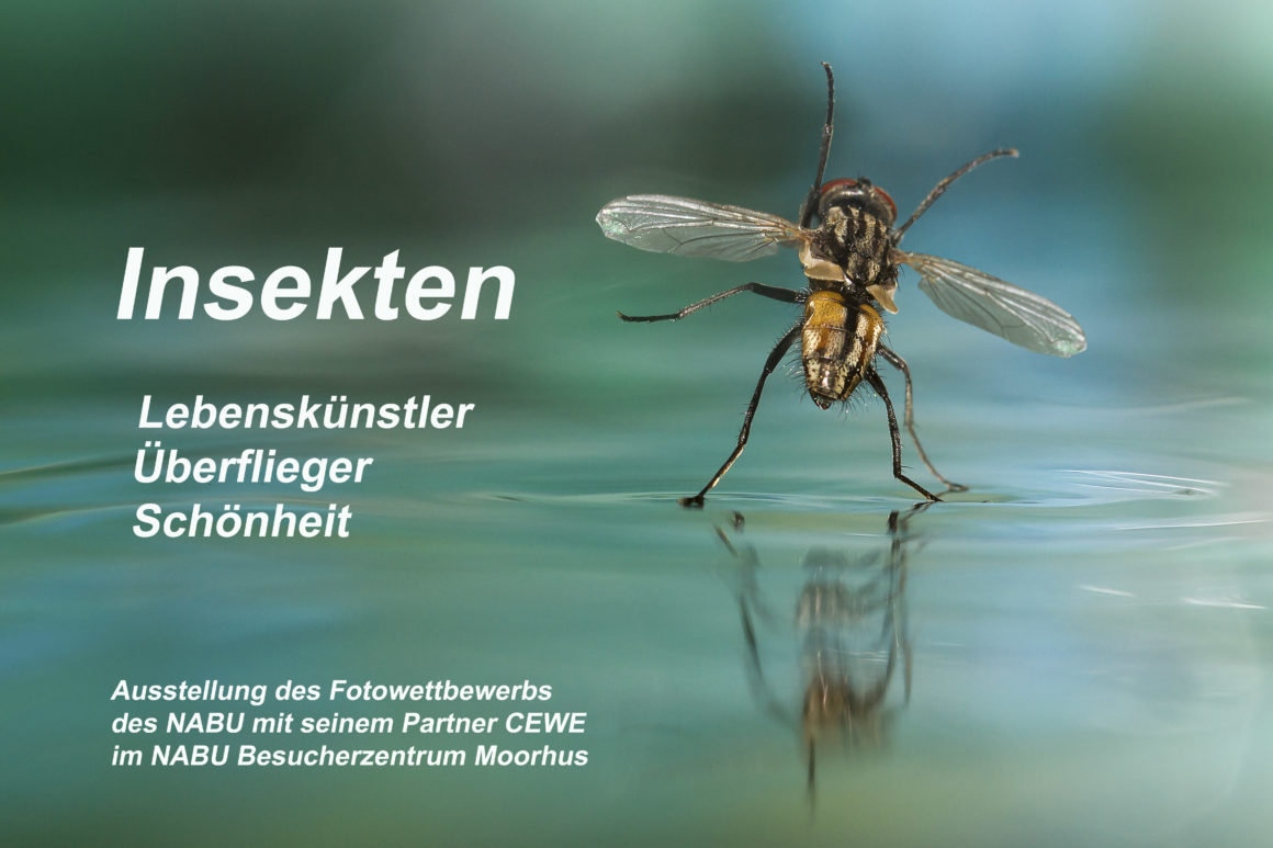 Insekten – Lebenskünstler, Überflieger, Schönheiten!