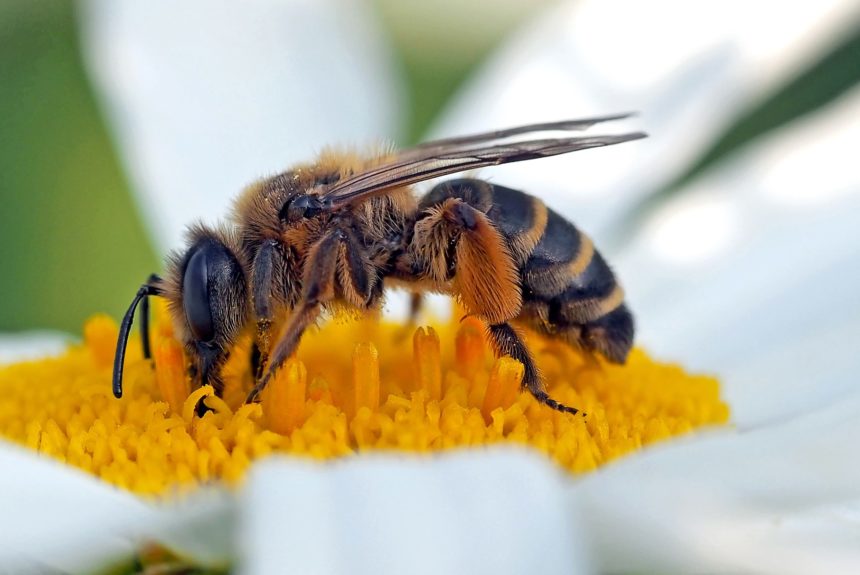 Wunderwelt der Bienen – Bienenwachswerkstatt