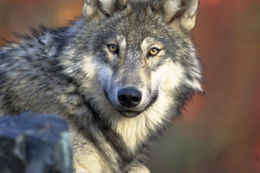 Wolfsausstellung verlängert bis zum 6. Dezember 2021!