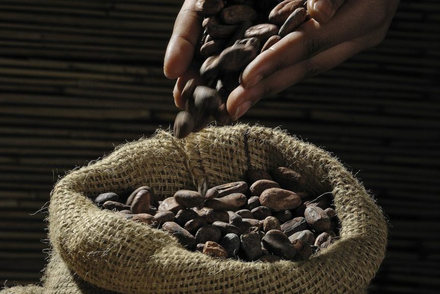 Schokoreise – Von der Kakaopflanze bis zu uns nach Hause