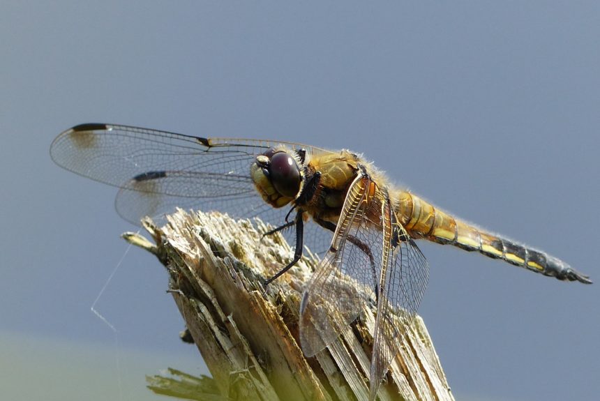 Was krabbelt, fliegt und summt am Moorhus? Seminar zur Insektenbestimmung