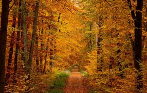 Jetzt die Natur in NRW mit einem neuen Nationalpark schützen!