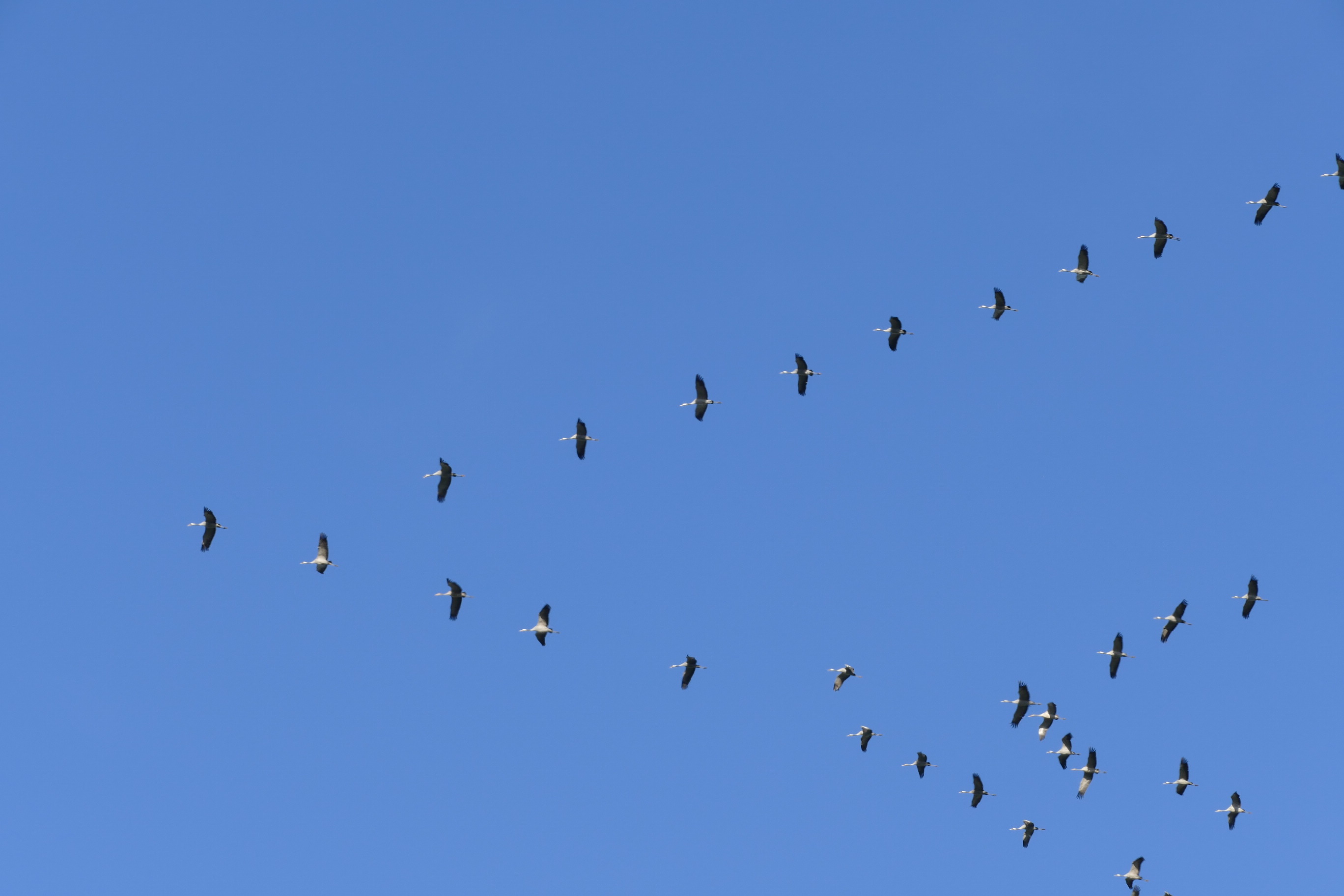 kranich; vogelzug; zugvögel
