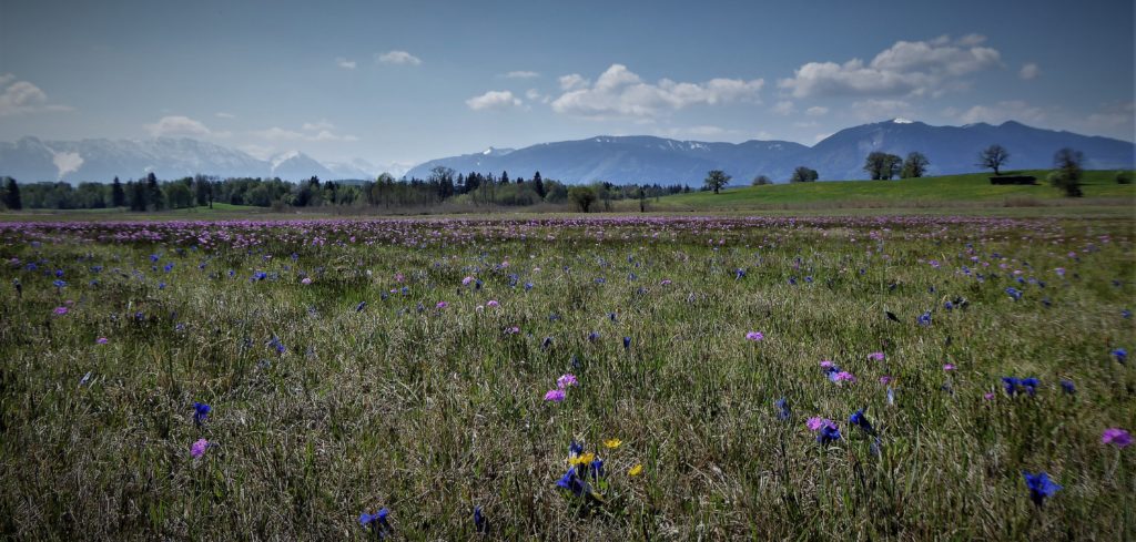 Bildquelle: Uffinger Naturschutzwacht und Gebietsbetreuung Werdenfelser Land und Staffelseeraum