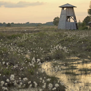 Das Große Torfmoor, unbekanntes Juwel?