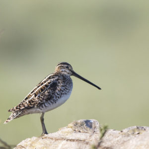 Die Bastauwiesen entdecken!