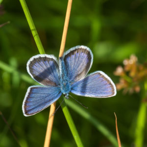 2017-06-15_08-11-28_004_GTM_Leif Beckmann Was krabbelt, fliegt und summt am Moorhus? Seminar zur Insektenbestimmung