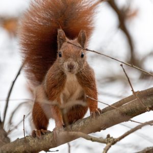 Eichhörnchen beobachten und melden