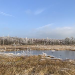 Moorwelten im Winter: Entdecke die stille Schönheit