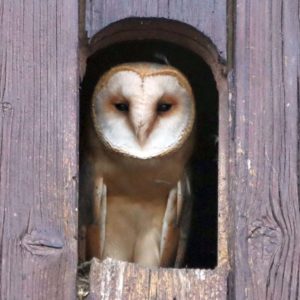 alte Schule Minden Meißen Unsere Eulen
