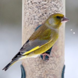 Stunde der Gartenvögel