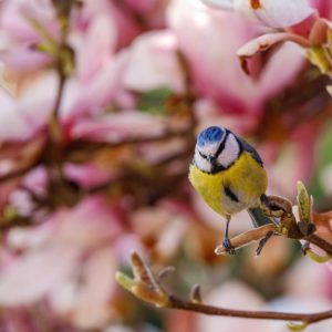 Vogelstimmen für Anfänger
