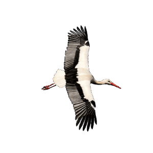 Radtour ums Moor zu vergessenen Orten – eine Führung mit dem Fahrrad zu historischen Punkten im Naturschutzgebiet