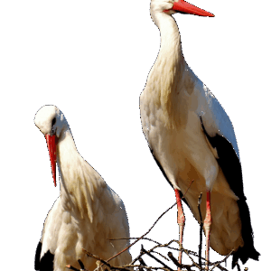 Wer klappert auf dem Horst? – Radtour ums Moor zu den Störchen