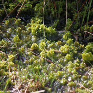 Die Hochmoorflora – Überlebenskünstler im Extrem-Habitat