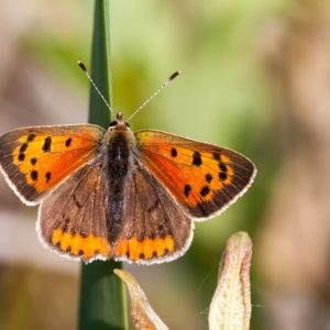 Abenteuer Hochmoor