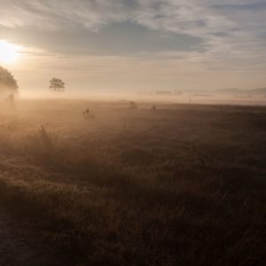 Stiller Monat, stiller Weg – Achtsamkeit im Großen Torfmoor