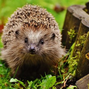 Igel in unseren Gärten –  Lebensraum, Nahrung, Gefahren