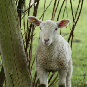 „Schäfer-Stündchen“! – Radtour ums Moor zu den Schafen