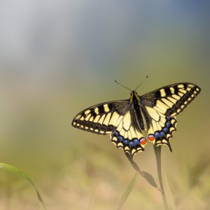 Die Zeit der Schmetterlinge