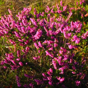 Hochsommer im Moor: Wenn die Heide violett leuchtet