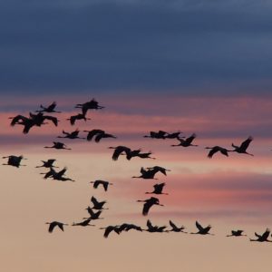 Vogelleben im Moor