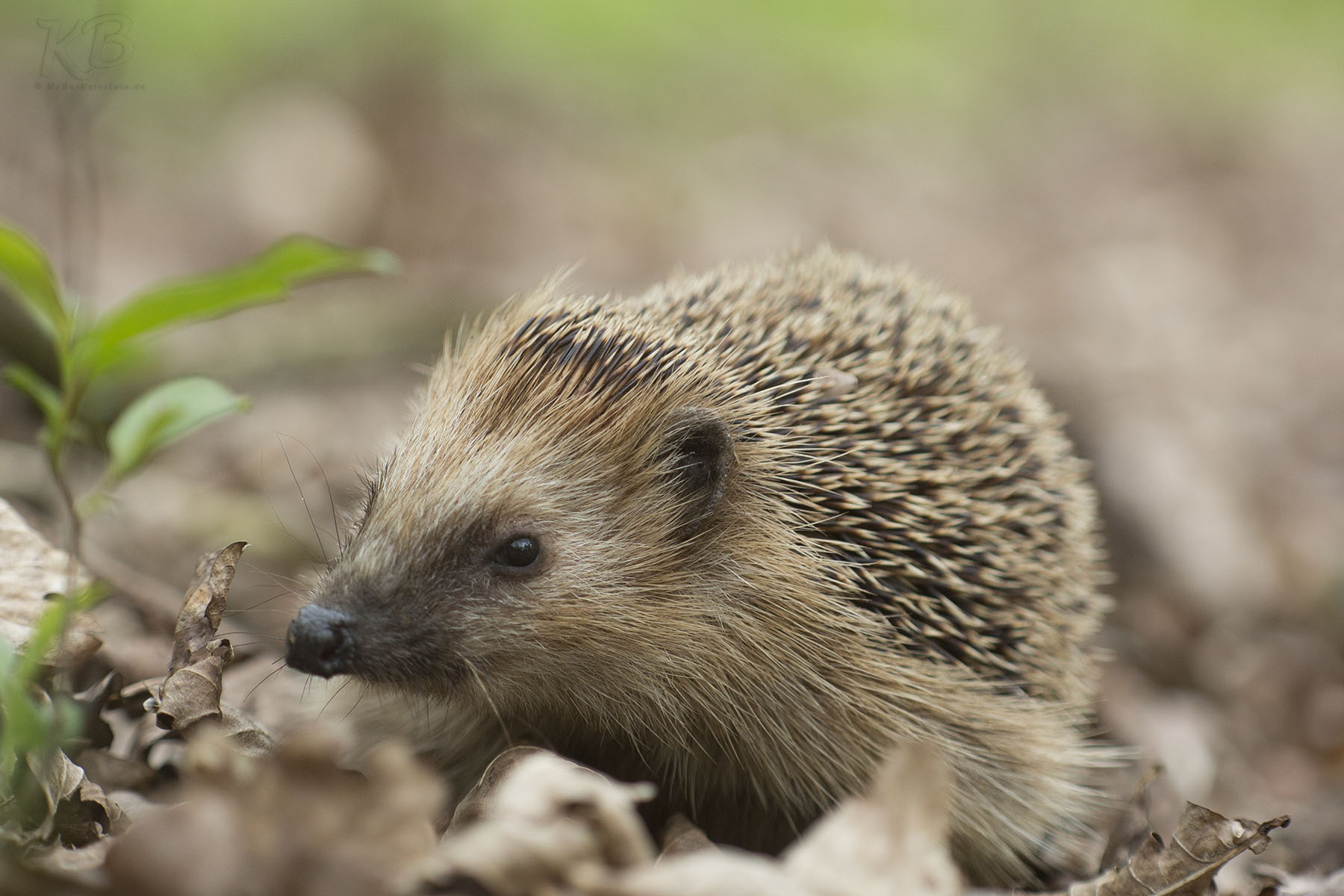 Mähroboter – Tödliche Gefahr für Igel