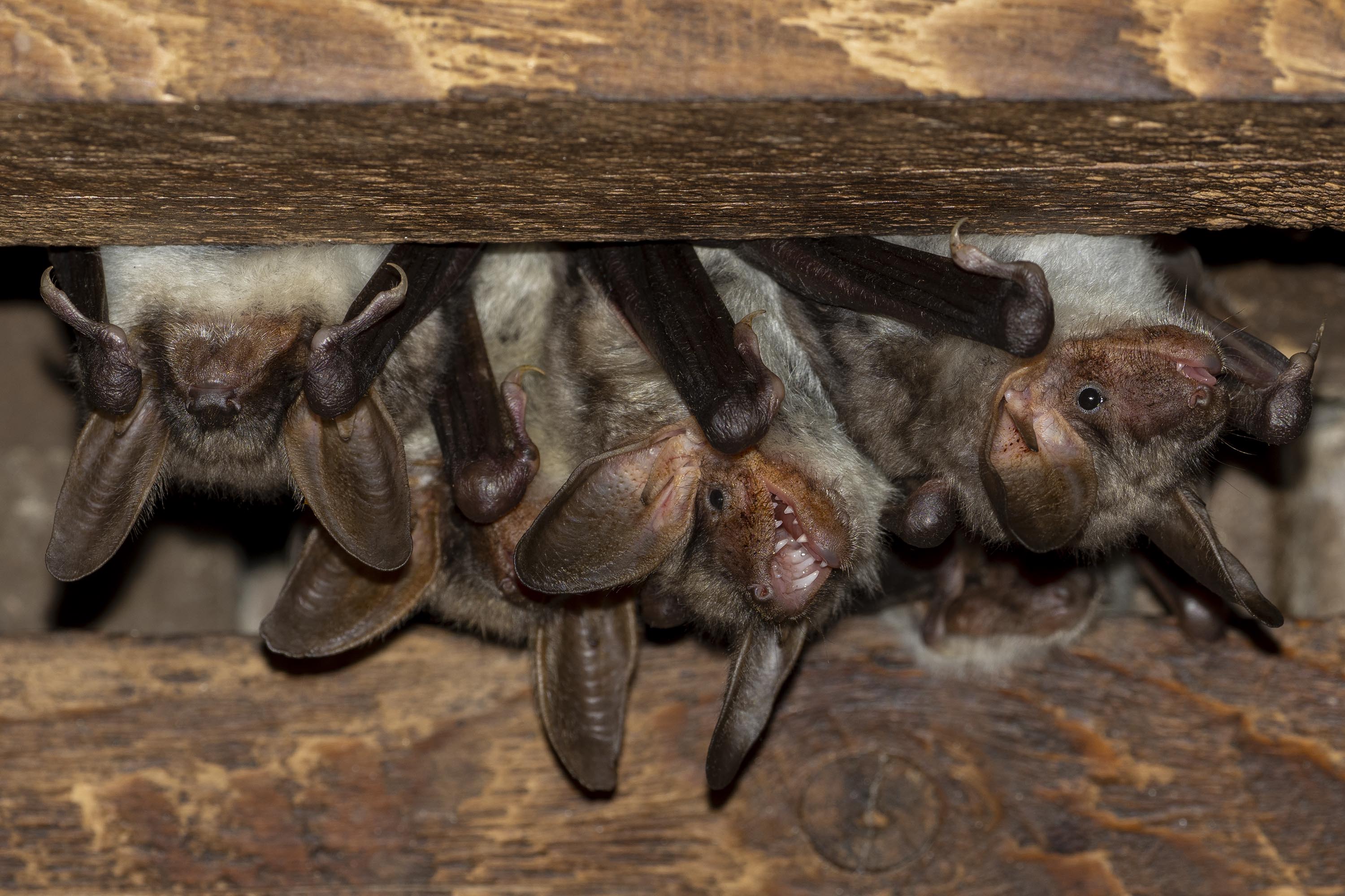 Batnight 2026